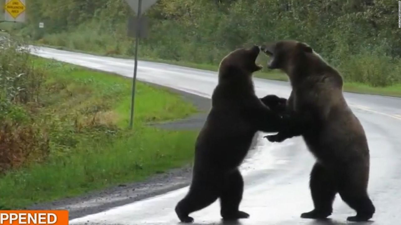 CNNE 707999 - dos osos pelean en medio de una carretera