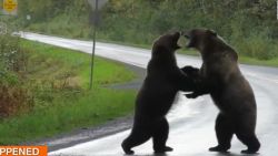 CNNE 707999 - dos osos pelean en medio de una carretera