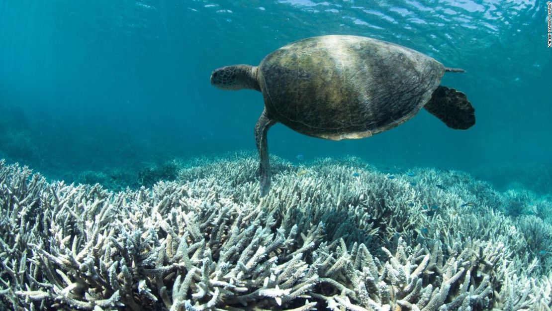 Una tortuga nada sobre un coral blanqueado en la Gran Barrera de Coral.