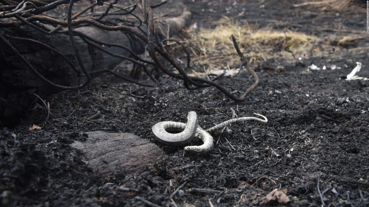 CNNE 709558 - la fauna, una de las mas afectadas por los incendios