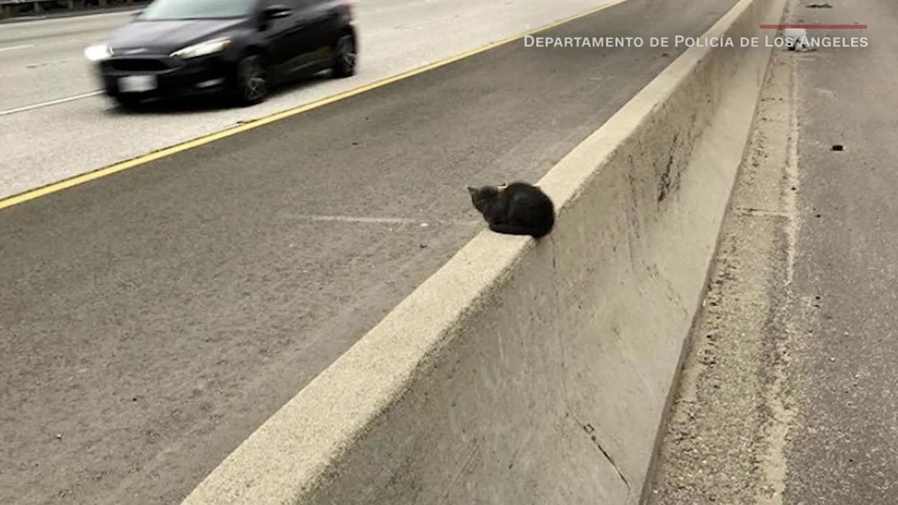 CNNE 711853 - ¿como resulto este gatito en una autopista?