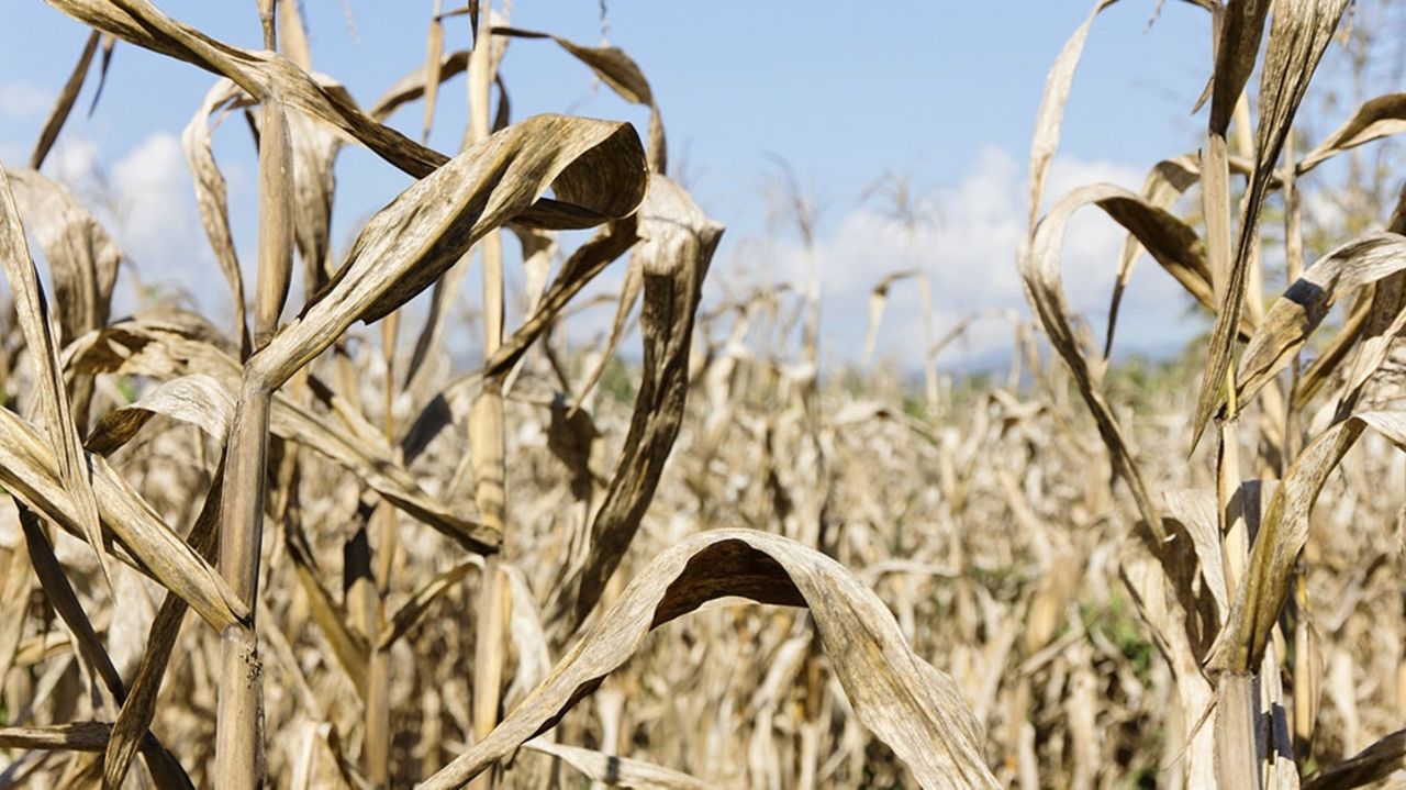 Los efectos de la sequía en la región pampeana preocupan al sector agropecuario.