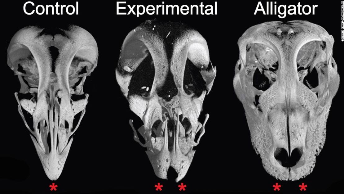 CNNE 713878 - 190926162859-01-dinosaur-meat-taste-scientists-study-yale-harvard-super-169