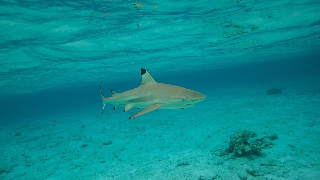 A picture taken on December 3, 2015, shows blacktip reef sharks in the lagoon of the island of Bora Bora.

Overexploitation threatens the survival of the shark. The renewal of its population is very slow. The human sample would have led to a decrease of 80 percent of the species over the last decade, 90 percent since the fifties.  / AFP / Gregory Boissy