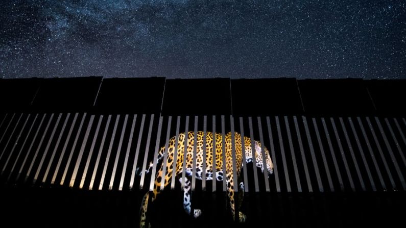 Una foto de un jaguar macho se proyecta en una parte de la valla fronteriza México-Estados Unidos, en una noche llena de estrellas en Arizona. El momento fue captado por Alejandro Prieto.