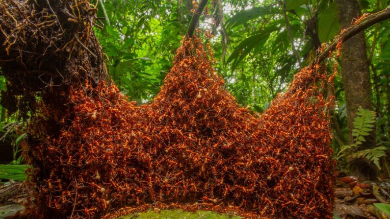 Daniel Kronauer captó un enjambre de hormigas guerreras que se movían a través de una selva tropical en el noreste de Costa Rica.