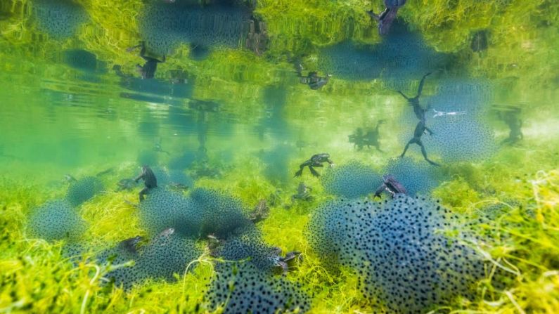 La foto de Manuel Plaickner muestra una migración masiva de ranas en un estanque en el Tirol del Sur, Italia.