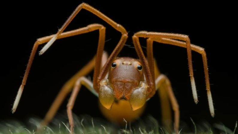 Ripan Biswas estaba fotografiando una colonia de hormigas en Bengala Occidental, India, cuando notó a este impostor: una araña cangrejo, que había estado imitando a sus vecinas para infiltrarse en la colonia y finalmente darse un festín.