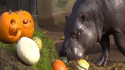 CNNE 719081 - animales de zoologico en londres reciben golosinas de halloween