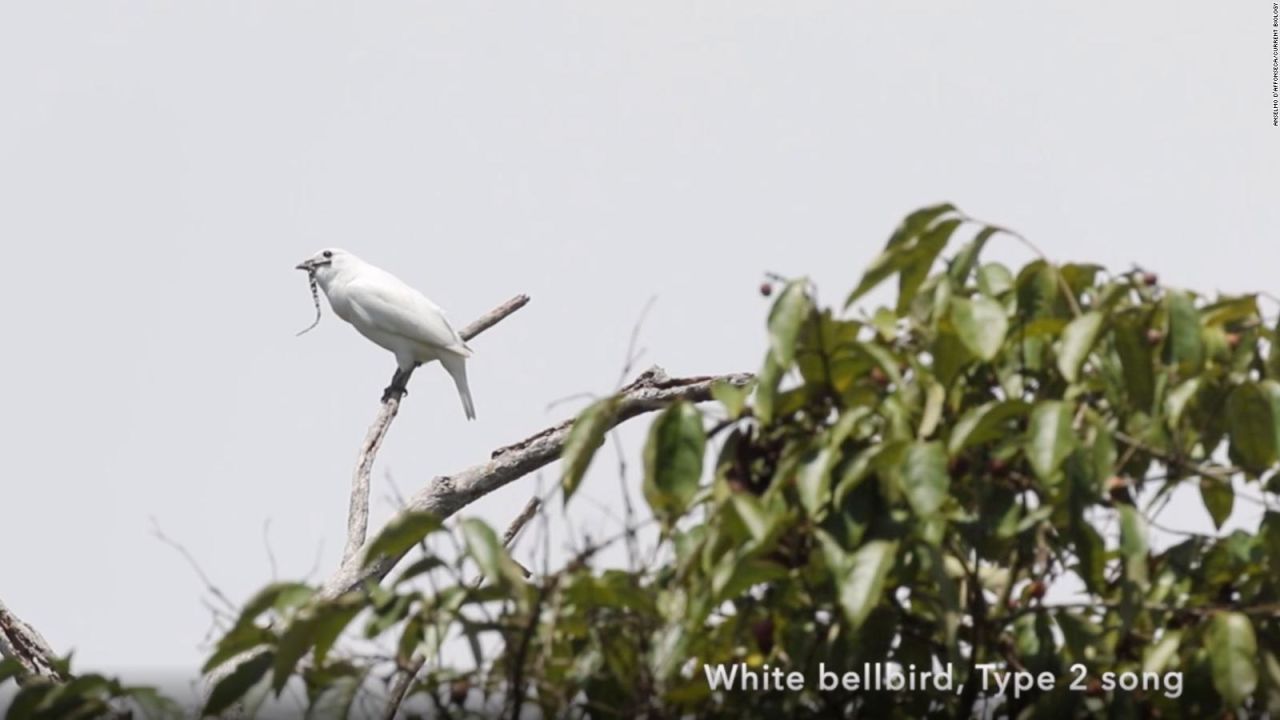 CNNE 721454 - este pequeno pajaro es el mas ruidoso del mundo