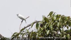 CNNE 721454 - este pequeno pajaro es el mas ruidoso del mundo