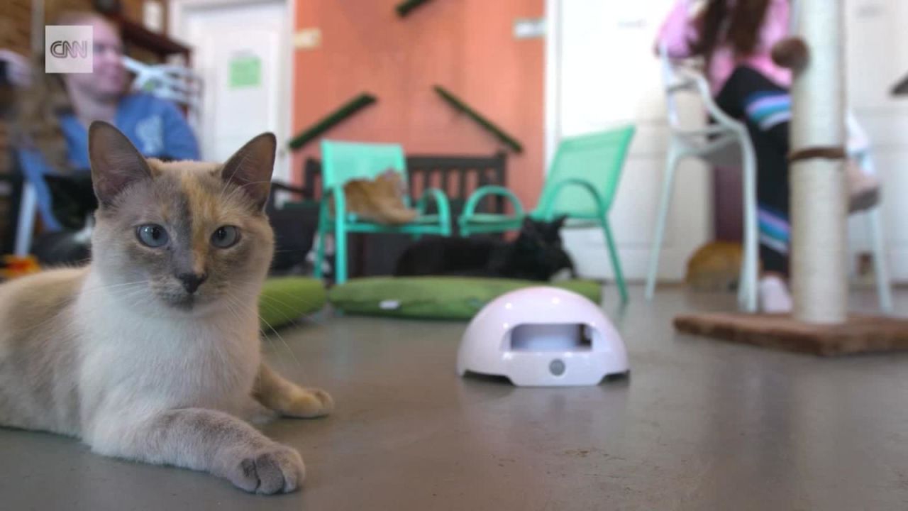 CNNE 724784 - asi puedes celebrar el dia nacional del gato