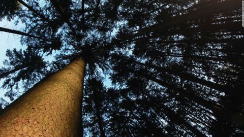 CNNE 725674 - 151223121747-tree-stock-image-getty-super-tease