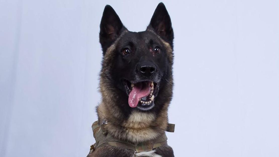 Conan, el perro militar que resultó herido cuando perseguía a al-Baghdadi por un túnel sin salida.