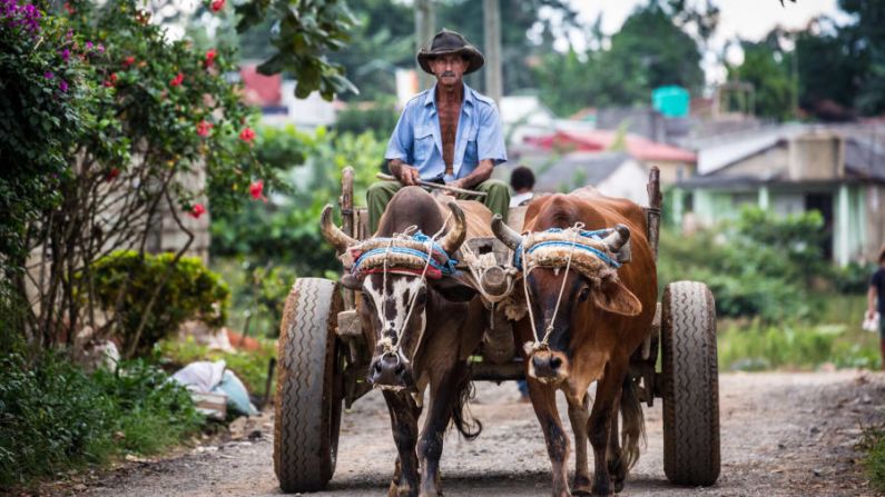 Un granjero conduce sus bueyes por las calles de Viñales. Los turistas que conocen el campo ven otro lado de Cuba.