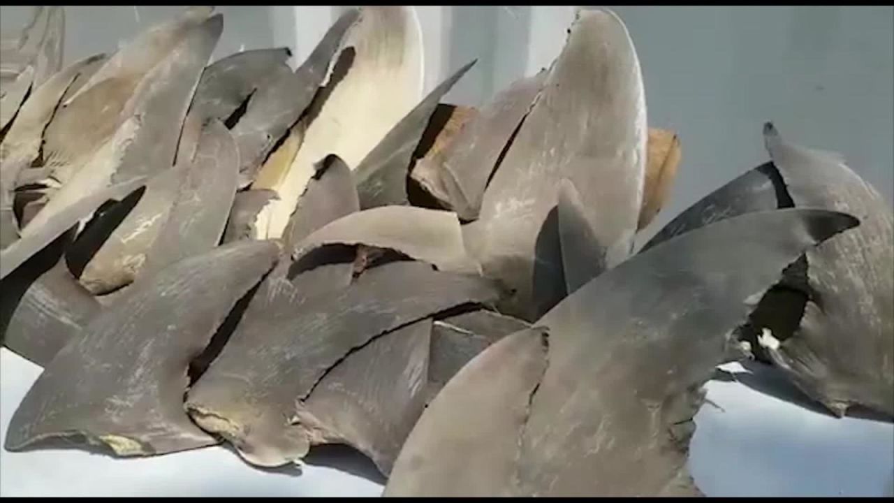 CNNE 726574 - pesca de tiburones genera polemica en colombia