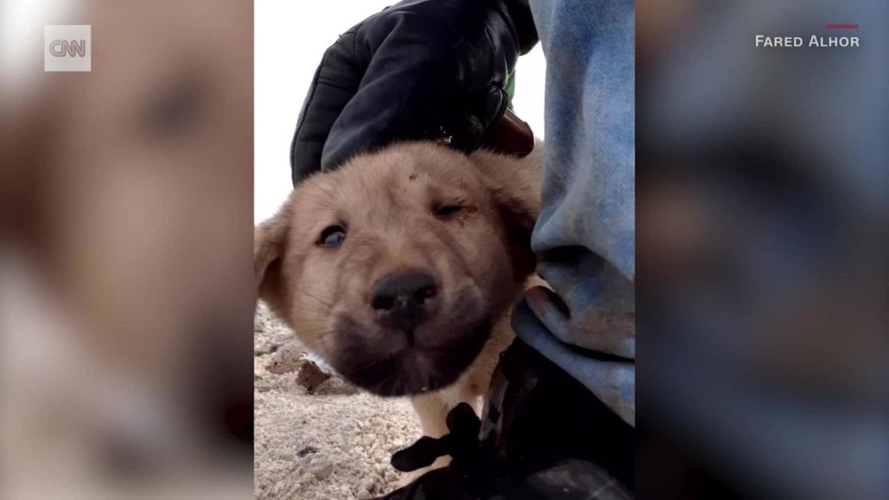 CNNE 726697 - rescatan a perro abandonado en operacion de al-baghdadi