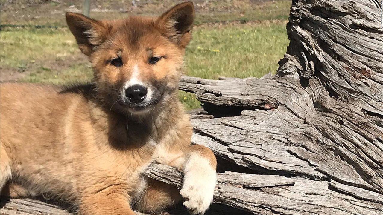 CNNE 727373 - wandi, el cachorro "milagro" de los conservacionistas