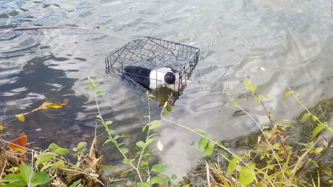 CNNE 728000 - rescatan cachorro enjaulado en un lago helado de illinois