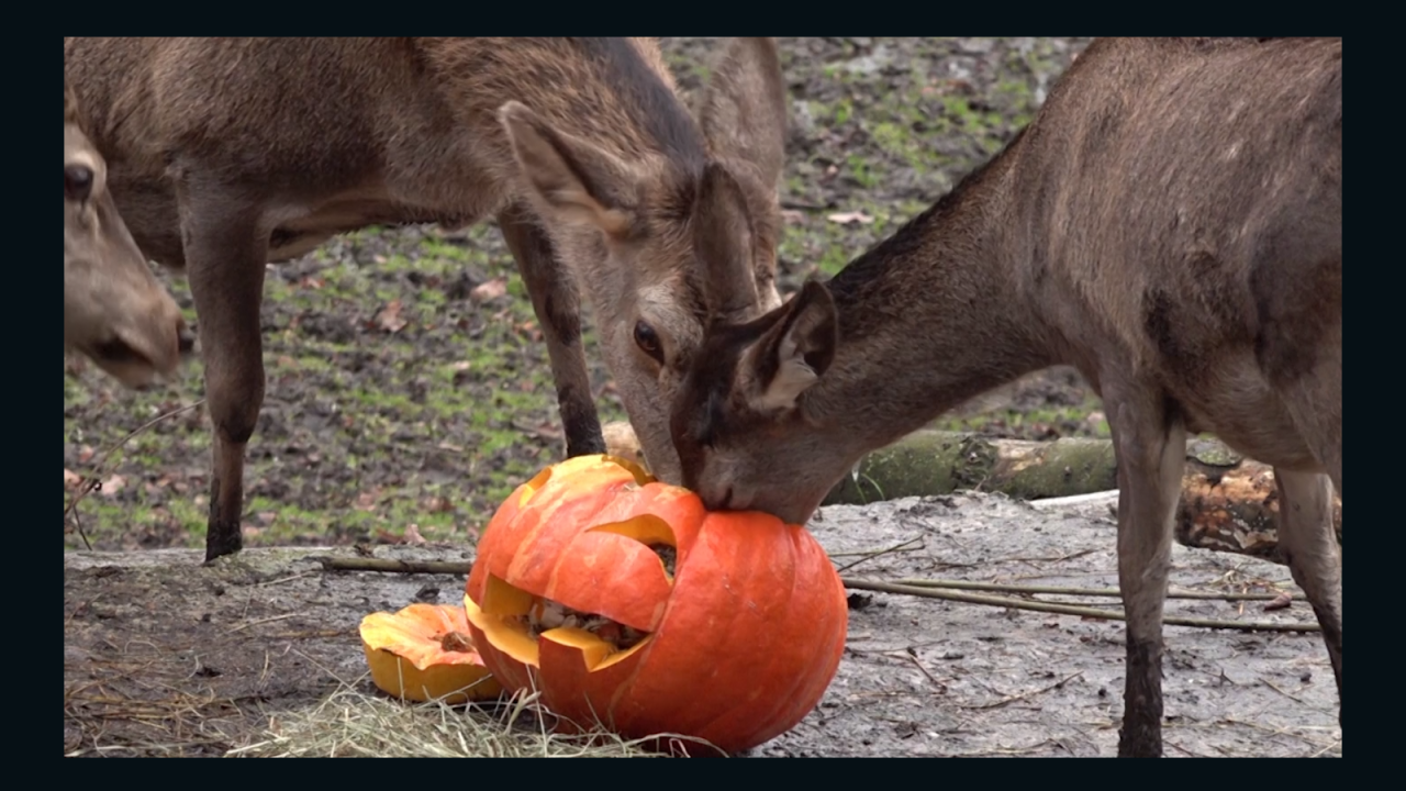 CNNE 728019 - calabazas por una entrada gratuita a este zoologico