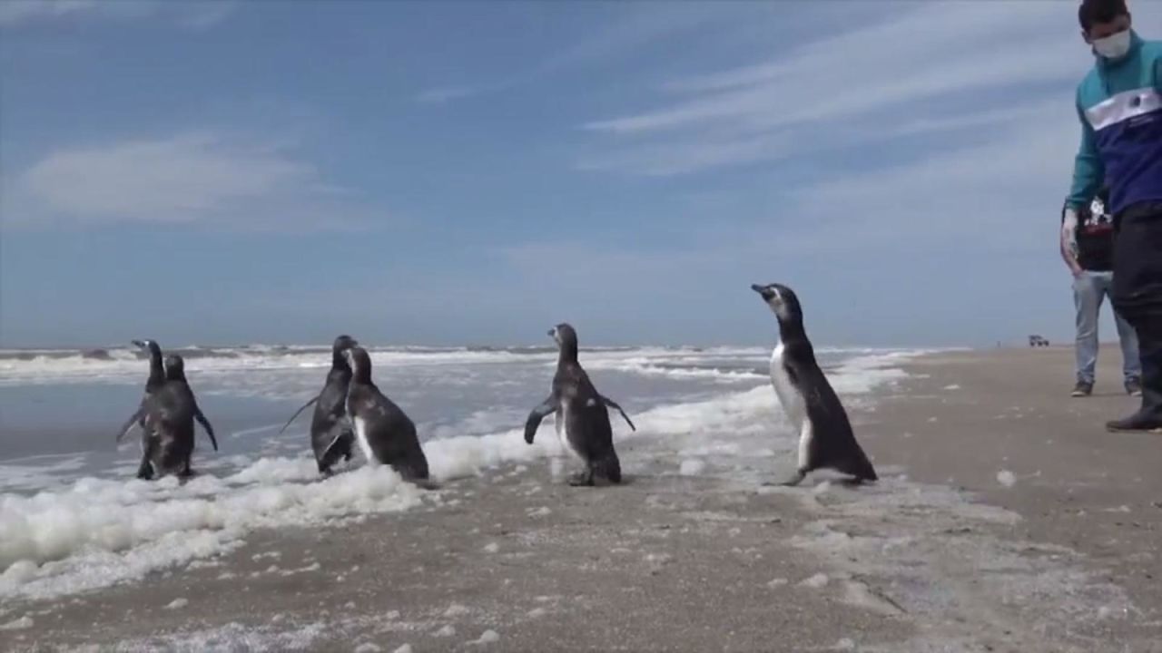 CNNE 728106 - la tierna imagen de pinguinos que vuelven al mar