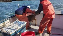 CNNE 728630 - pescadores rescatan a un ciervo en el mar