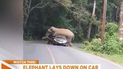 CNNE 730408 - elefante detiene carro en tailandia