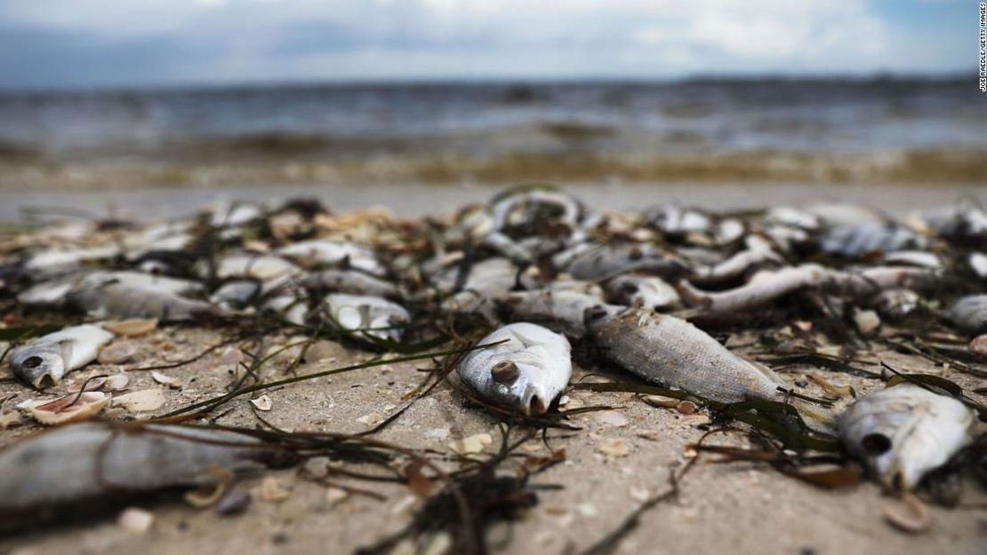 Peces que fueron arrastrados a la playa cerca de Sanibel durante la histórica marea roja de 2017 y 2018.