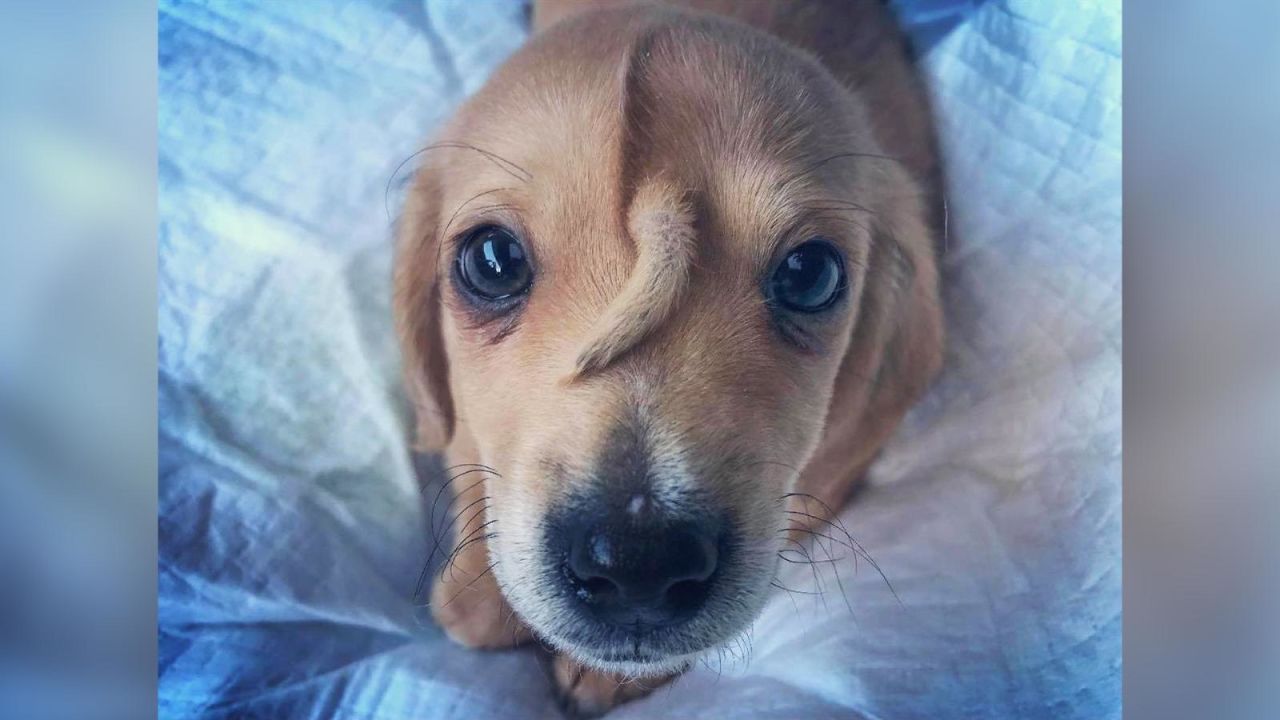 CNNE 731965 - este cachorro tiene una cola en la frente