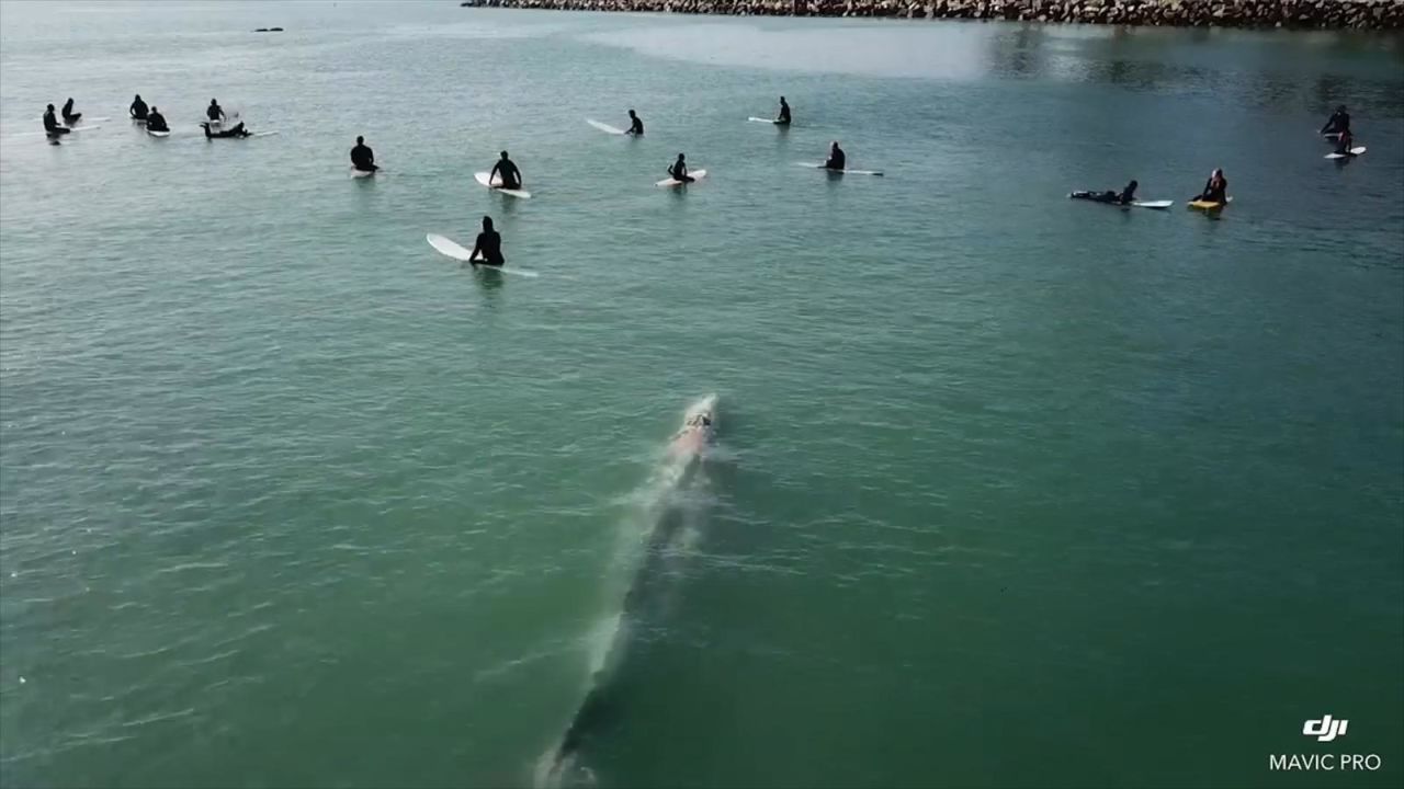 CNNE 732578 - una ballenas gigante nada justo debajo de unos surfistas