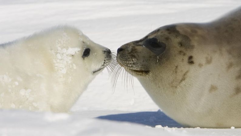 NATURALEZA -- Magdalen Islands, Canadá: El avistamiento de focas es una de las principales atracciones de estas islas en Quebec.