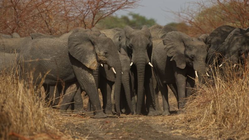 AVENTURA -- Parque Nacional Zakouma, Chad: Luego de años de estar en peligro a causa de los cazadores furtivos, la población de elefantes en el parque está aumentando por primera vez en décadas.