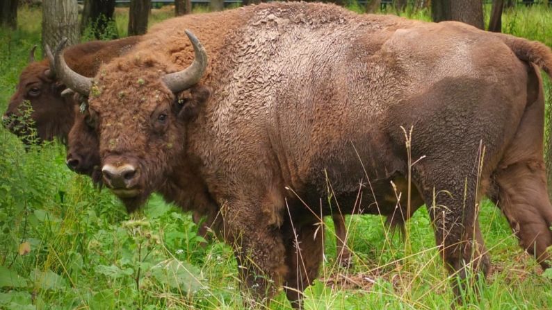 NATURALEZA -- Bosque Bialowleza, Bielorrusia/Polonia: Tiene una de las mayores poblaciones de bisontes europeos del mundo.