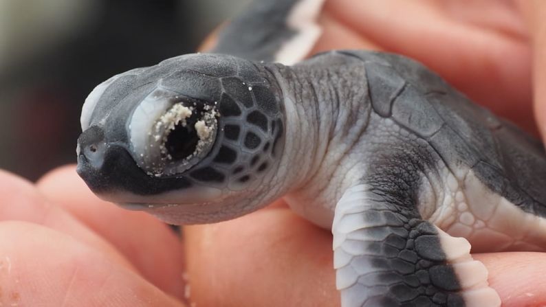 NATURALEZA -- Maldivas: El Centro de Descubrimiento Marino Landaa Giraavaru de Four Seasons rehabilita tortugas marinas en peligro.