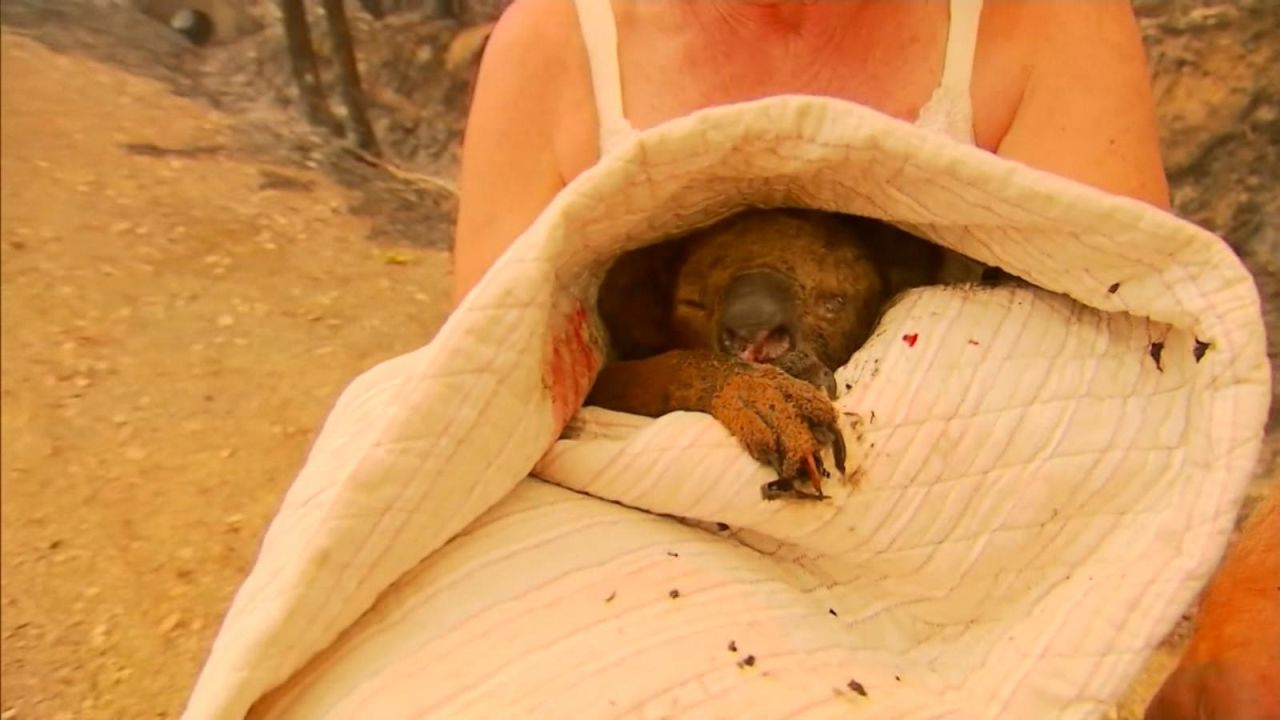 CNNE 734404 - australia- rescatan a un koala quemado de un incendio forestal