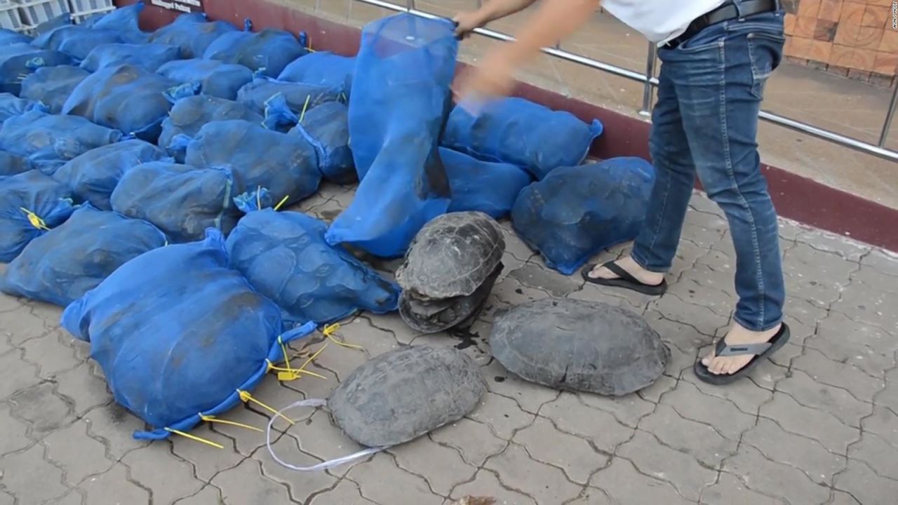 CNNE 734508 - frenan contrabando de mas de 1-000 animales protegidos