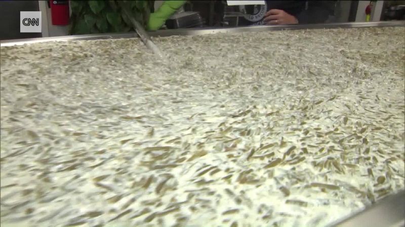 Una cacerola de habichuelas de 1.009 libras rompe récord Guinness