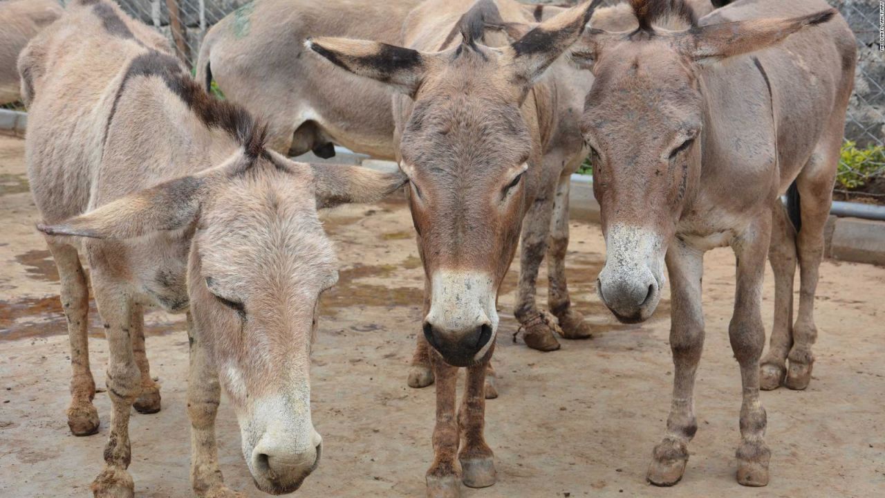 CNNE 735502 - los burros estan riesgo por el comercio de su piel