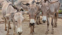 CNNE 735502 - los burros estan riesgo por el comercio de su piel