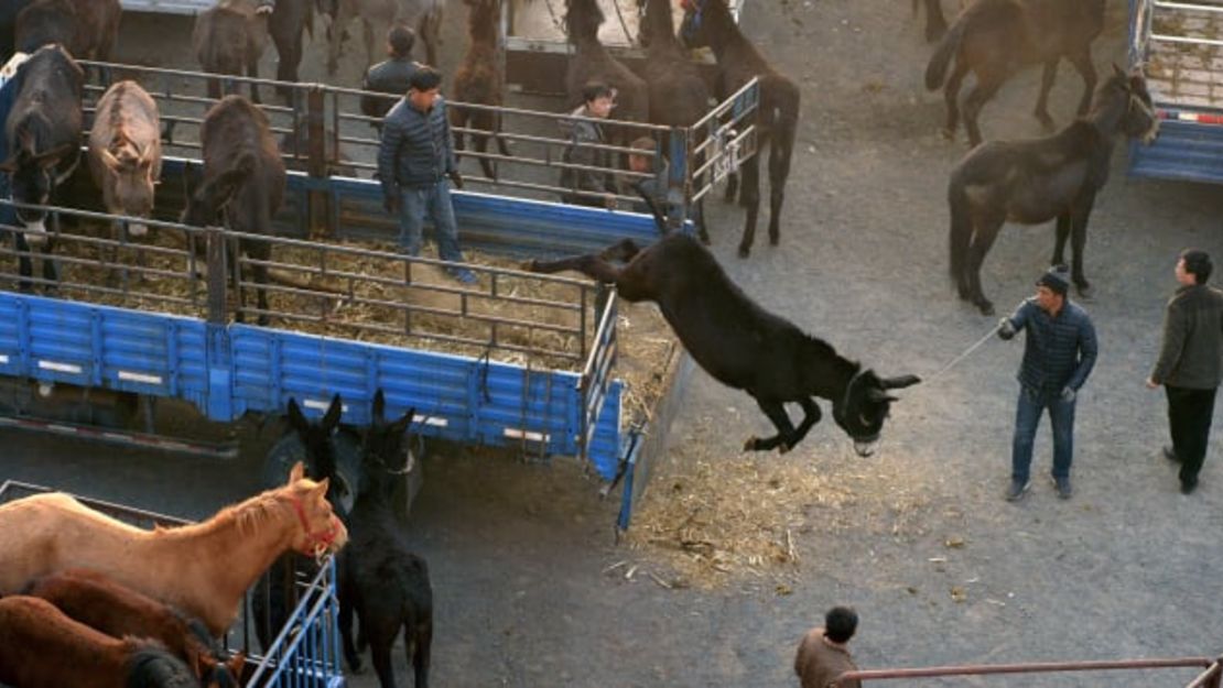 Burros, caballos y mulas se reúnen para la venta en un mercado de ganado en Faku, provincia de Liaoning, noreste de China. 11 de abril de 2016.