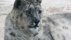 CNNE 738556 - un leopardo de las nieves fue operado de cataratas