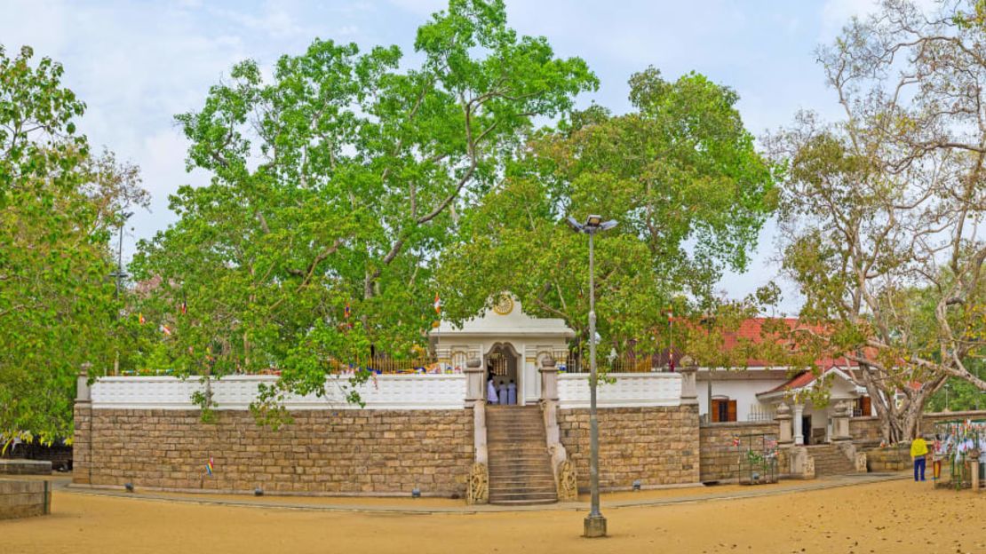 El árbol sagrado de Bodhi en el Templo Jaya Sri Maha Bodhi en Anuradhapura, Sri Lanka.