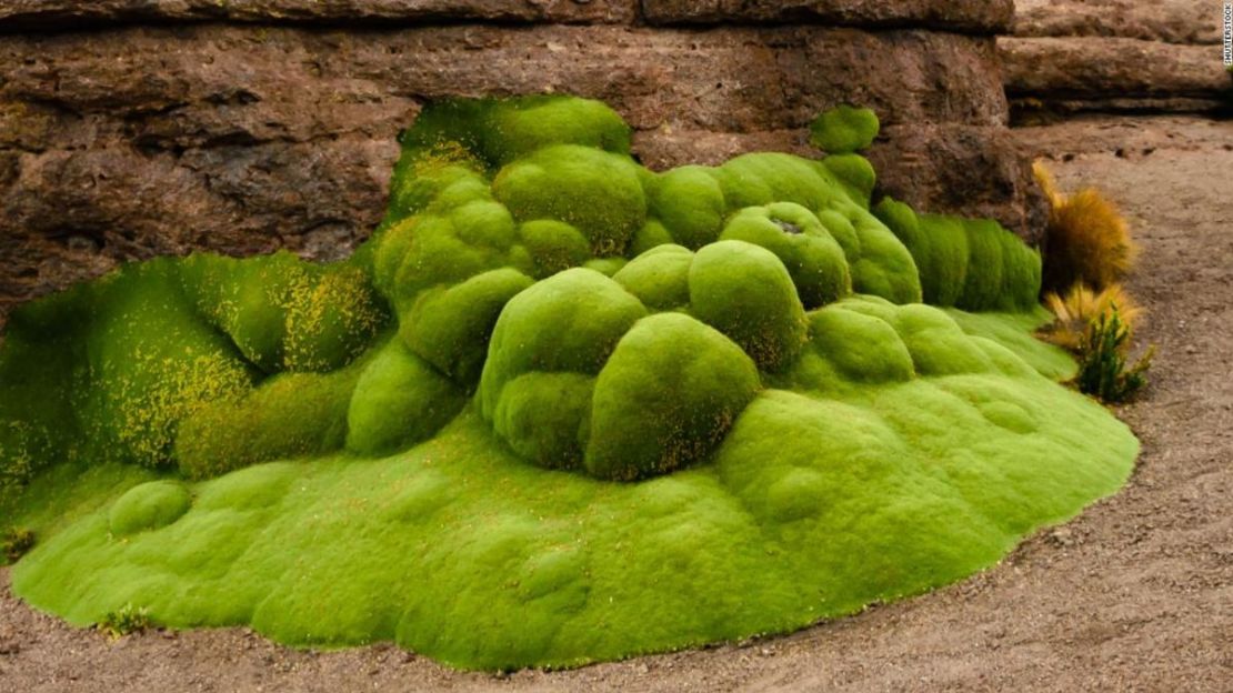 Estas llamativas gotas verdes gigantes son arbustos andinos que se remontan miles de años atrás.