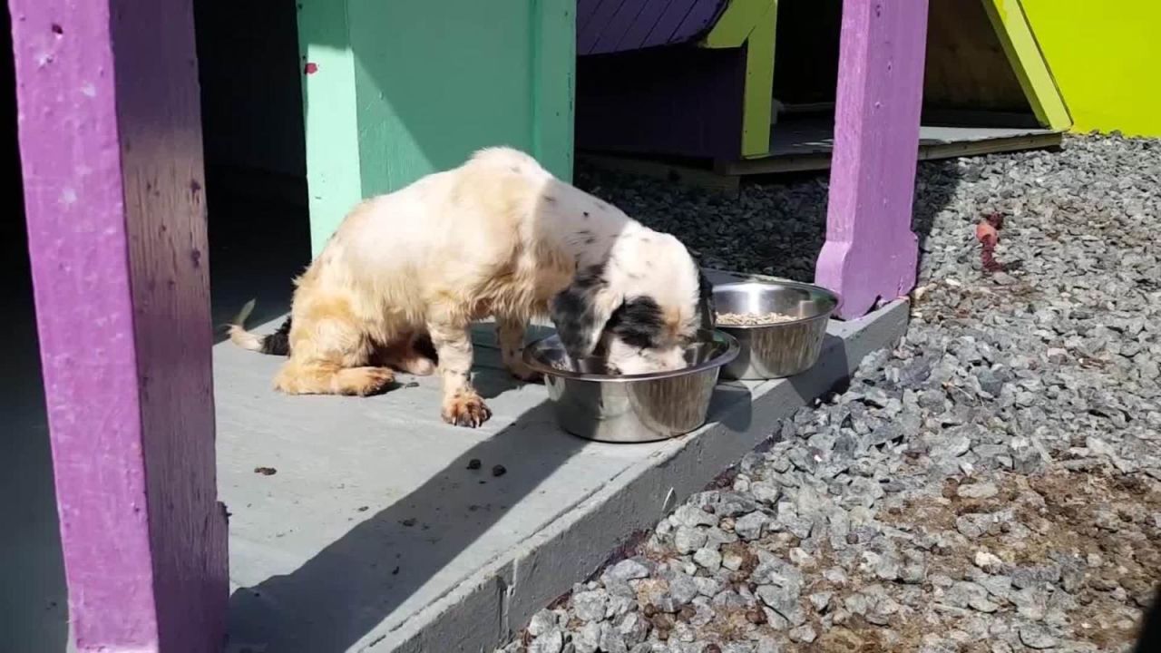 CNNE 742218 - puerto rico celebra legislacion contra la crueldad animal