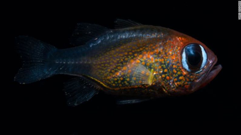 Este pez tetracardenal de ojos de gato descubierto en en Papúa Nueva Guinea es una de las nuevas especies de peces encontradas en 2019.