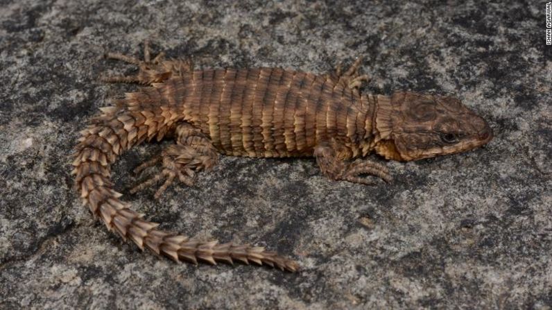 Este lagarto armadillo, Cordylus phonolithos, fue hallado en el segundo pico de montaña más alto de Angola.