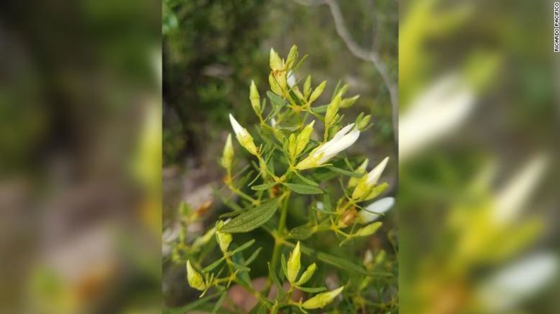 Trembleya altoparaisensis es una extraña planta con flores blancas que solo se puede encontrar en el Parque Nacional Chapada dos Veadeiros en Goiás, Brasil.