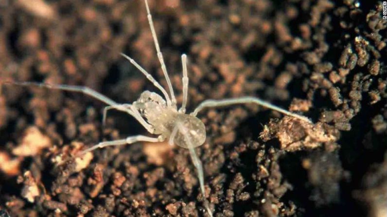 Lola konavoka es una nueva especie que ya se considera en peligro de extinción. Esta araña cosechadora que habita en cuevas fue encontrada en Croacia y se ha adaptado a la vida en la oscuridad.