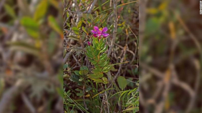 La Gravesia serratifolia es una planta con flores que se encuentra solo en el Parque Nacional Marojejy de Madagascar.