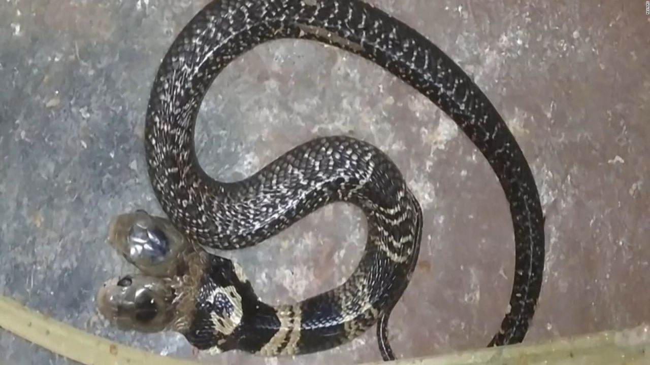 CNNE 744011 - serpiente de dos cabezas causa revuelo en india